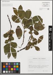 Foto von Salix L.